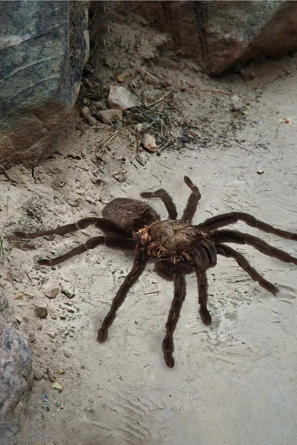 23550 tarantula habitat