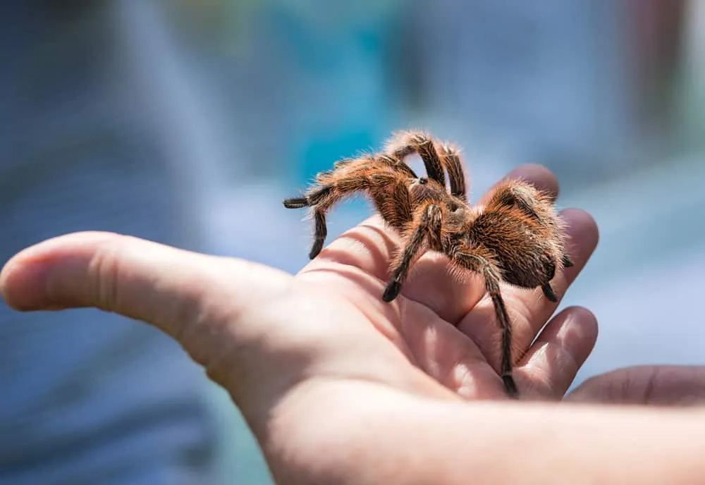 23550 tarantula handling
