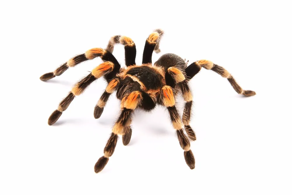 23550 tarantula in enclosure