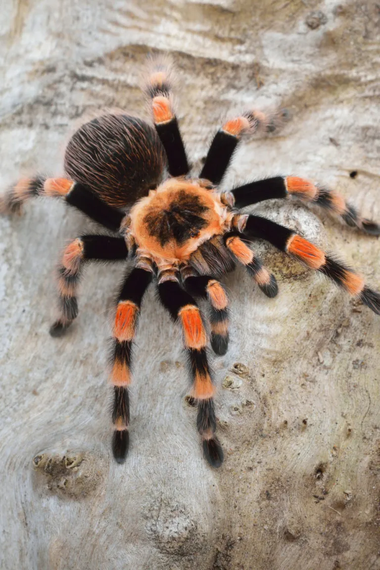 23550 tarantula molting