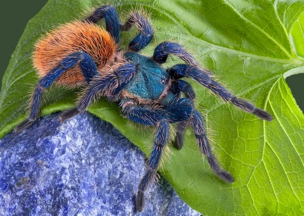 /img/23550-tarantula-water-dish.webp
