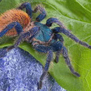 /img/23550-tarantula-water-dish.webp