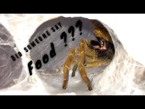 23551 tarantula food