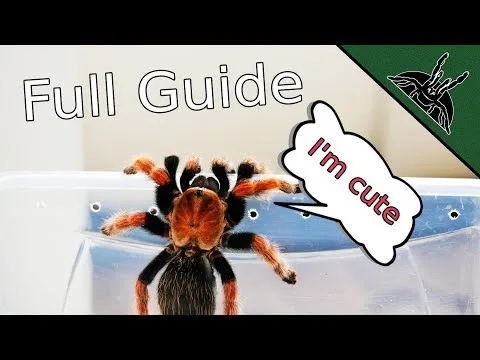 23551 tarantula heating