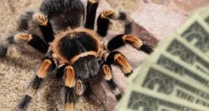 /img/23551-tarantula-vet.webp