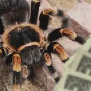 /img/23551-tarantula-vet.webp
