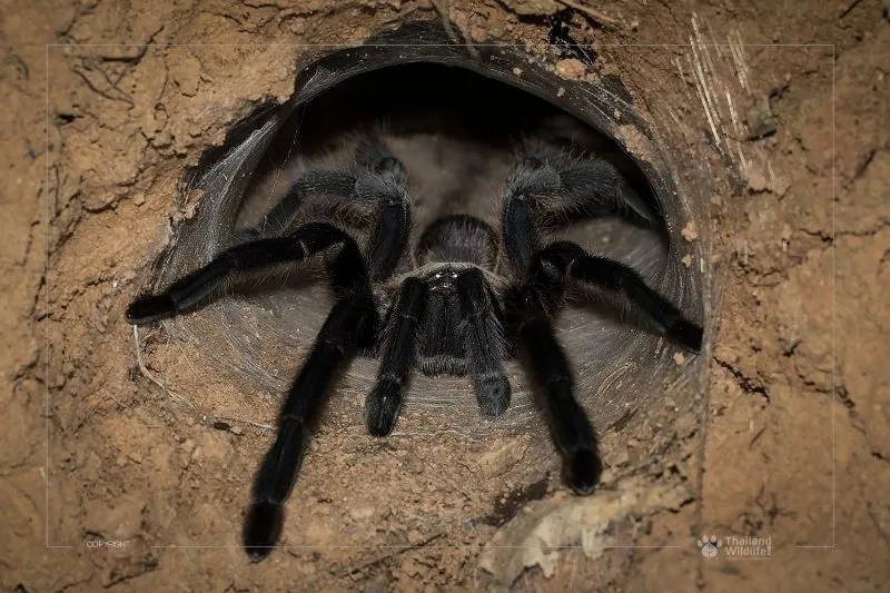 23552 cobalt blue tarantula