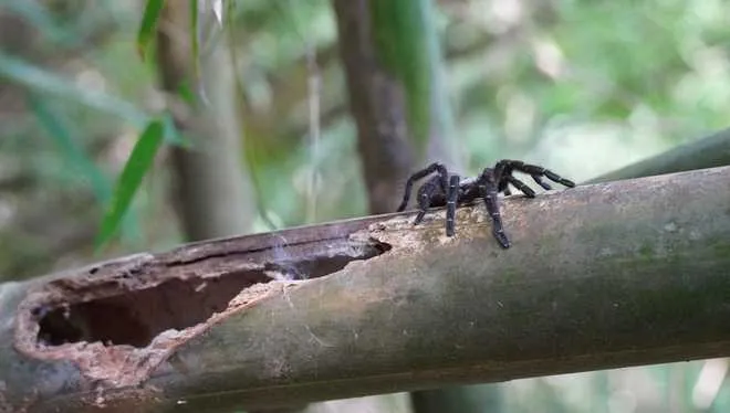 /img/23552-tarantula-care.webp