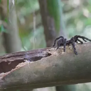 /img/23552-tarantula-care.webp