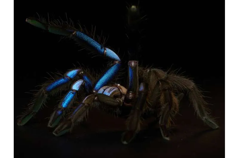 23552 thai zebra tarantula