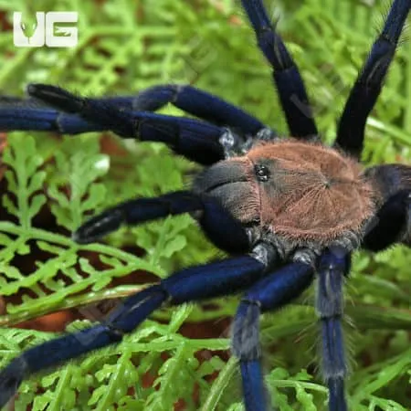 23552 thailand tarantula habitat