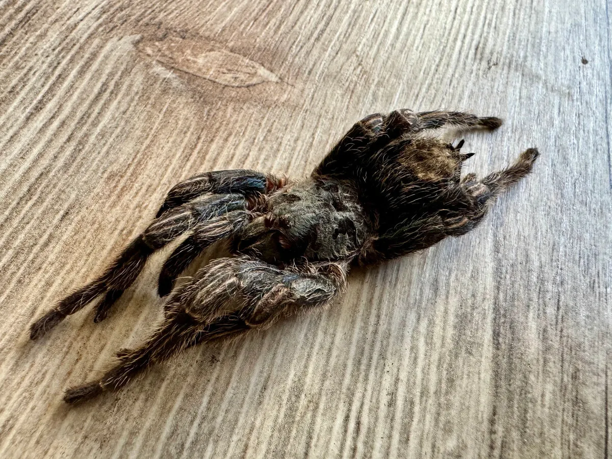 /img/23553-ethical-tarantula-viewing.webp