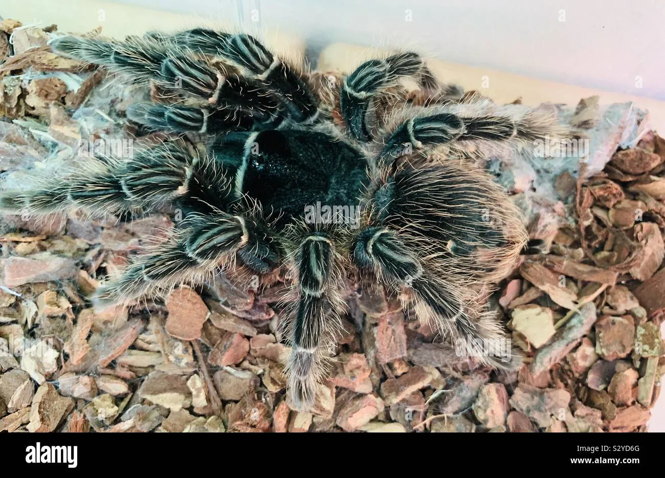 23553 goliath birdeater
