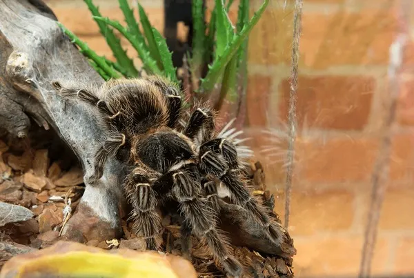 23553 tarantula defense