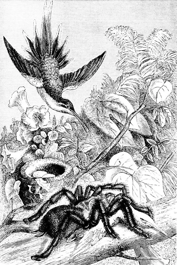23553 tarantula digesting