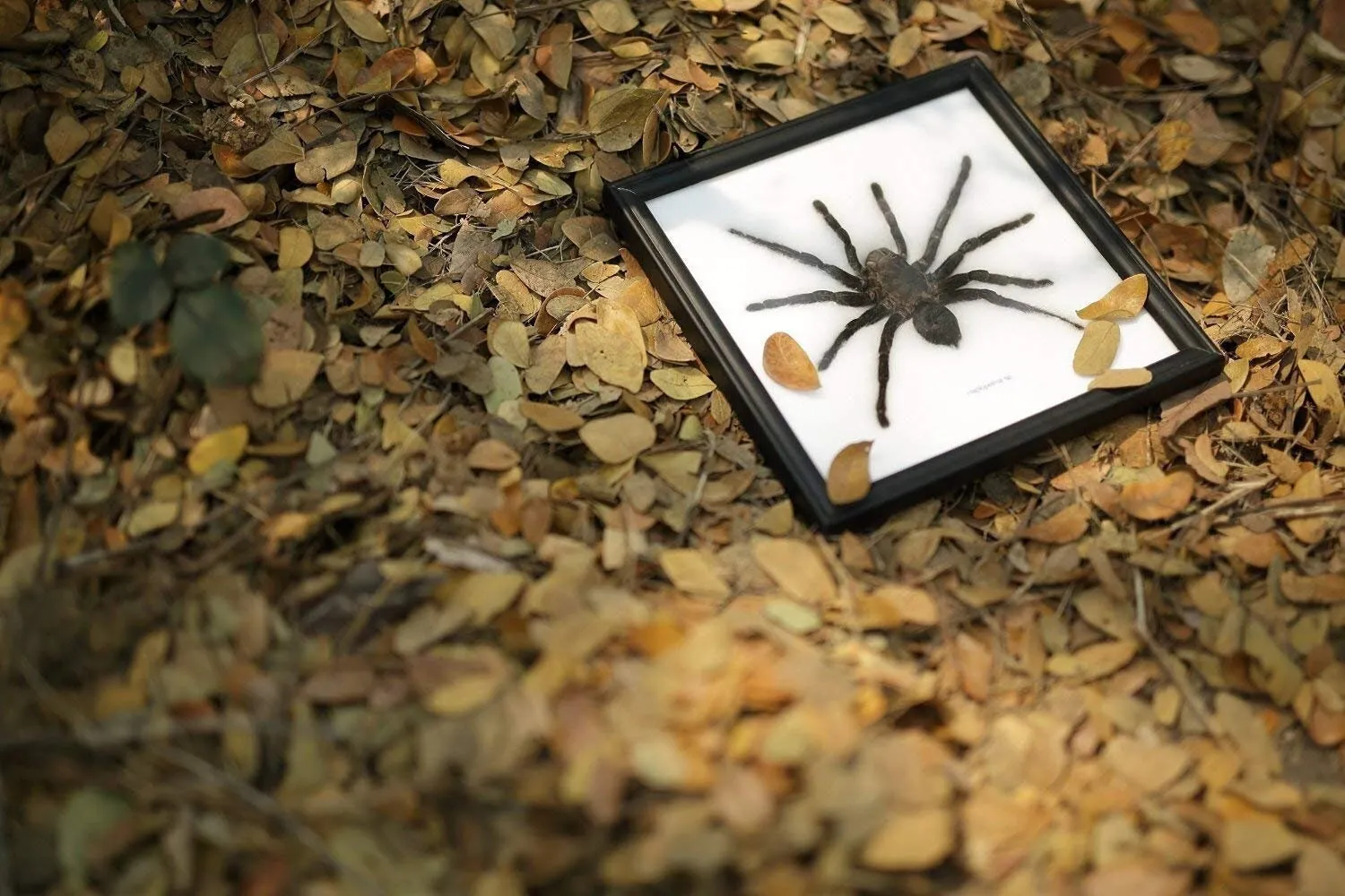 23553 tarantula habitat