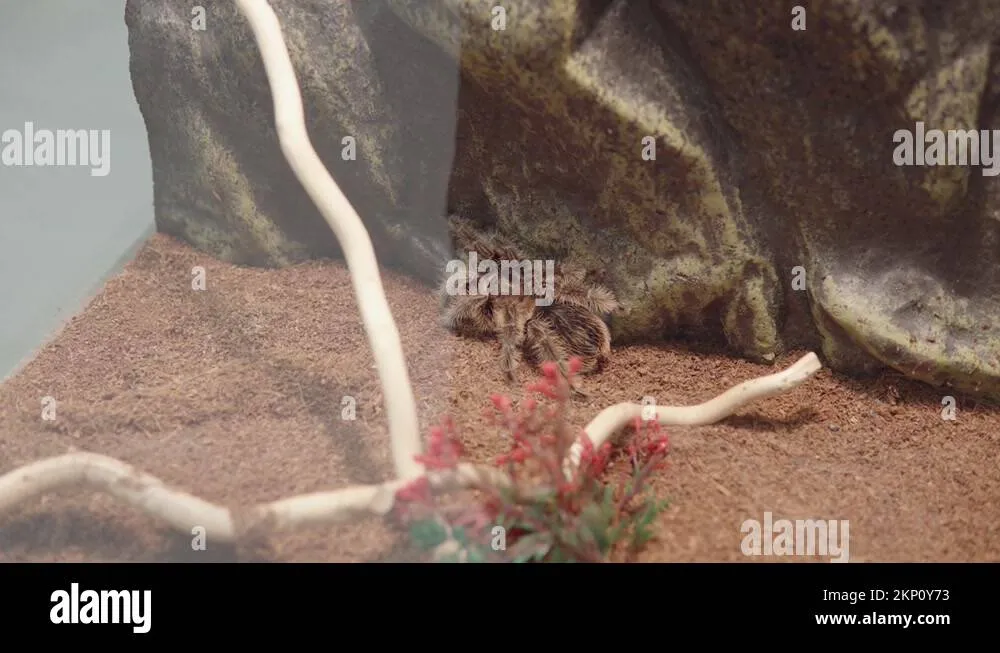 23553 tarantula striking