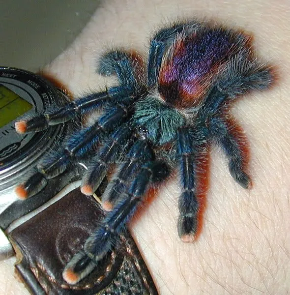 23555 metallic pink toe tarantula handling
