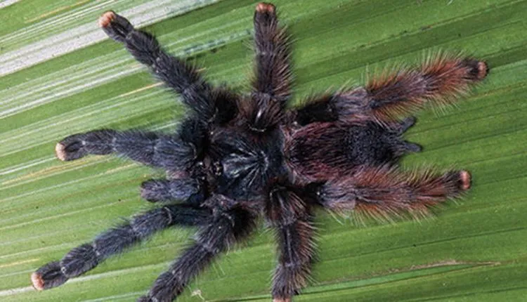 23555 metallic pink toe tarantula molting