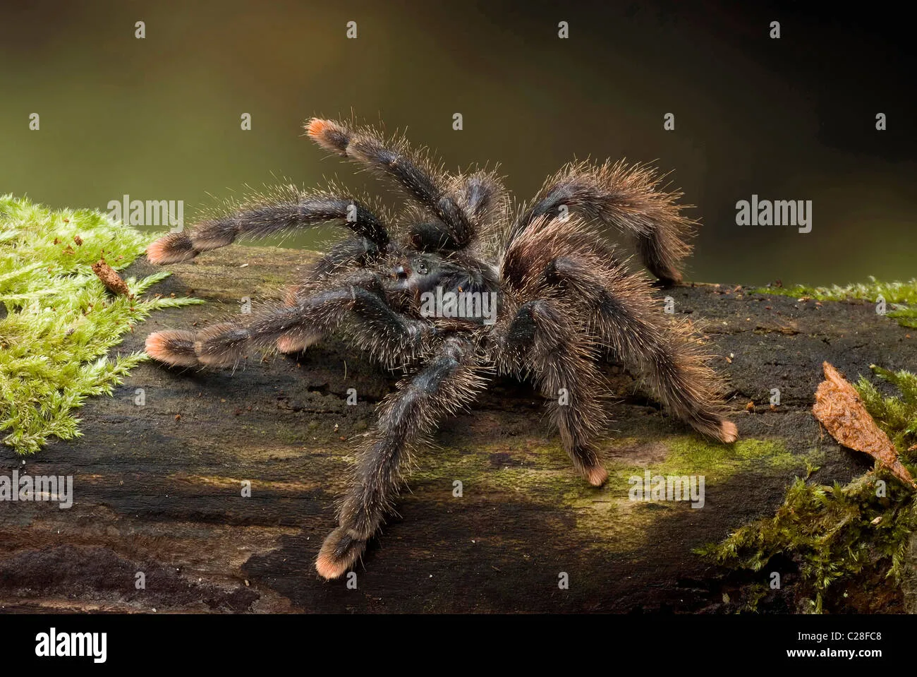 /img/23555-metallic-pink-toe-tarantula-spiderling.webp
