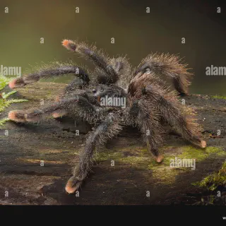 /img/23555-metallic-pink-toe-tarantula-spiderling.webp