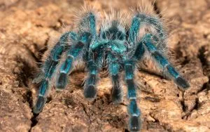23555 metallic pink toe tarantula substrate