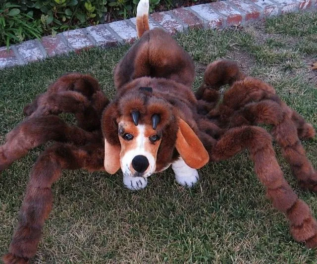 23556 dog reacting to tarantula