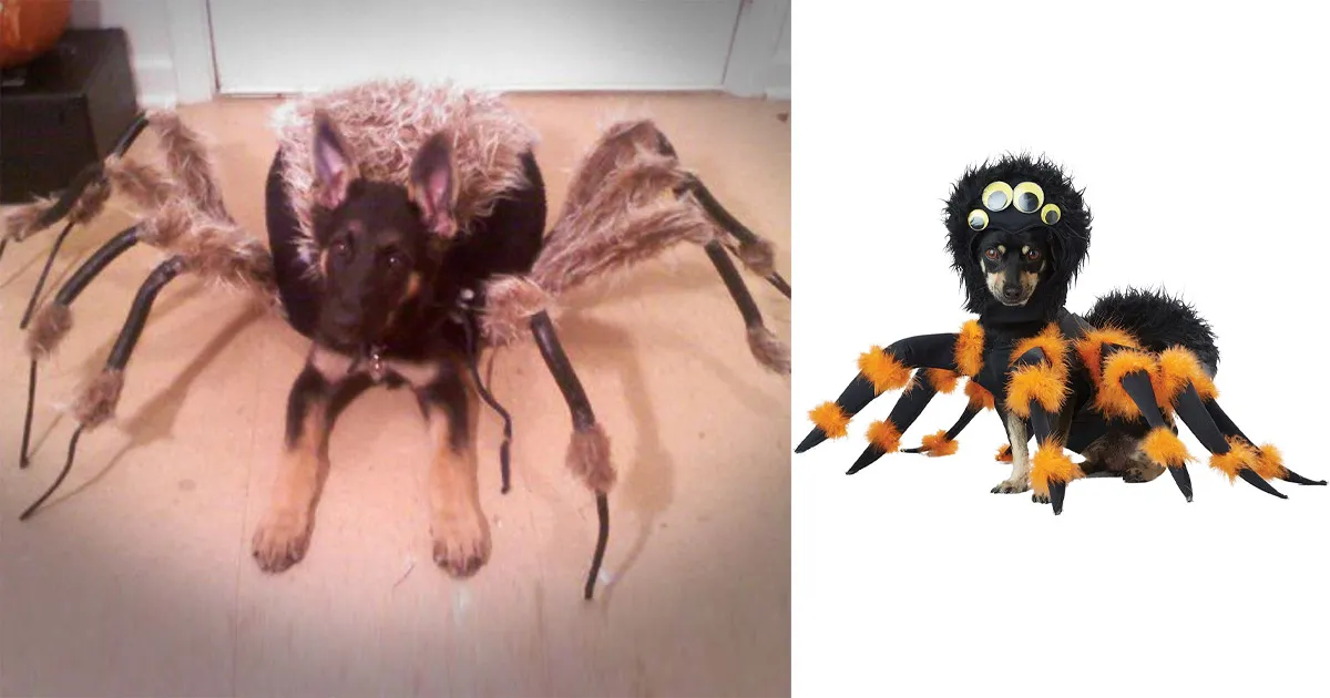 23556 dog tarantula video cover