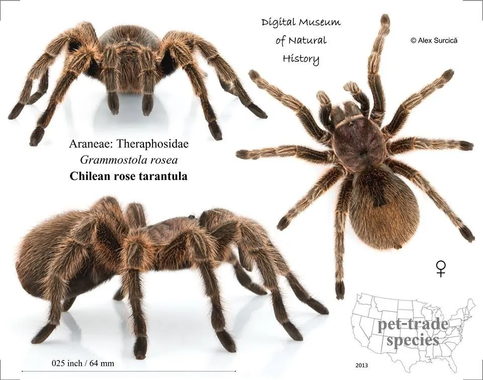 23556 introducing the tarantula