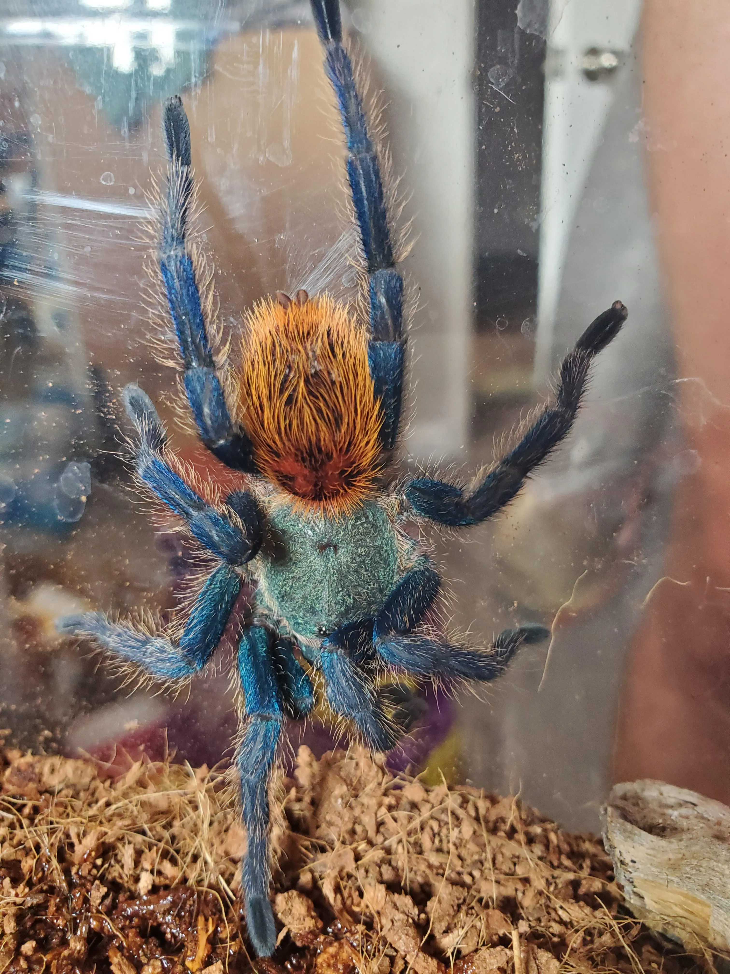 23557 tarantula molt environment