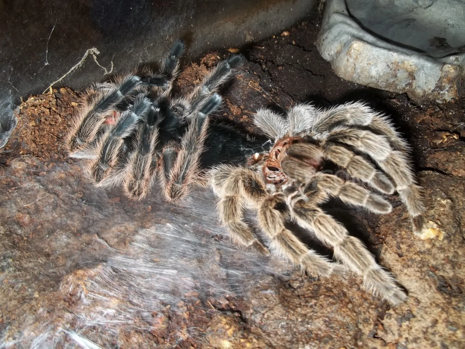 23557 tarantula molt handling