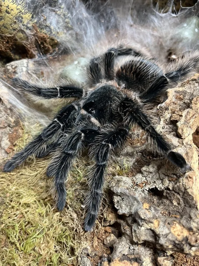 23557 tarantula molt humidity