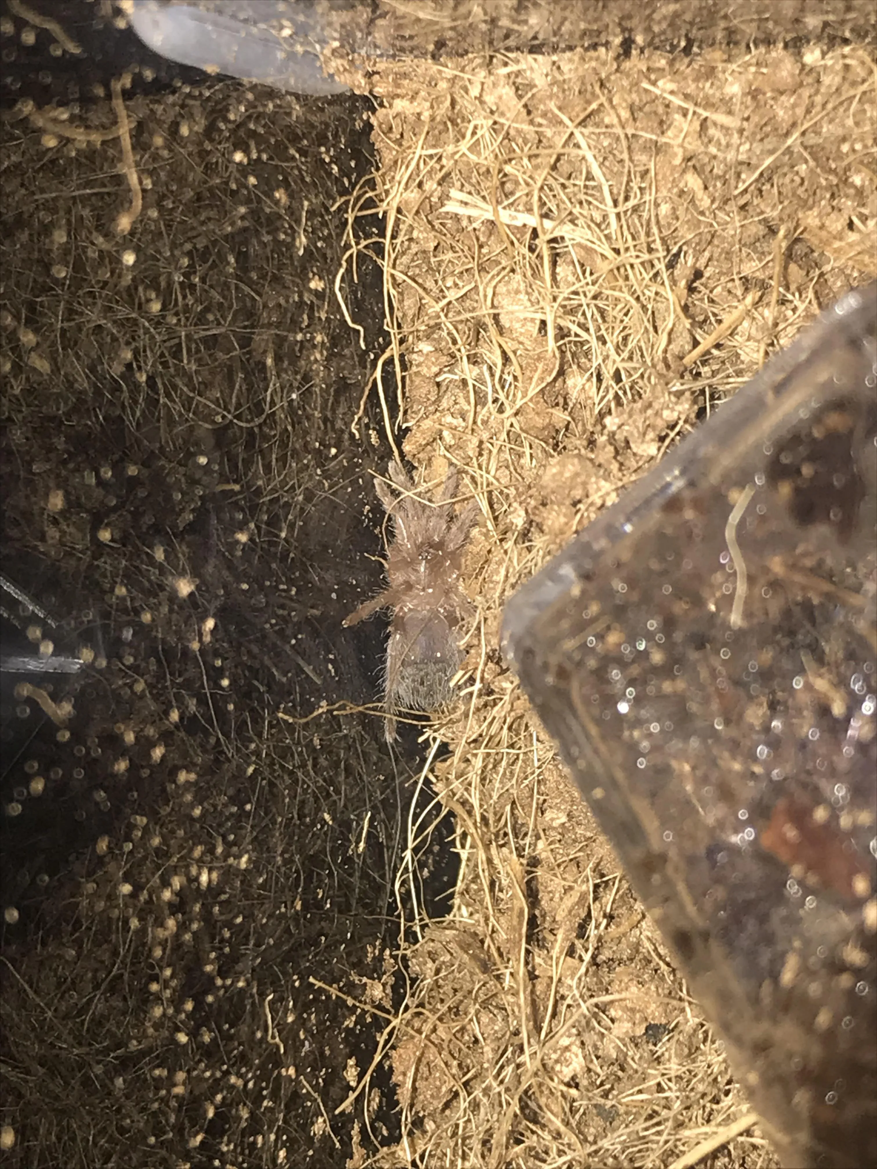/img/23557-tarantula-molt-injury.webp