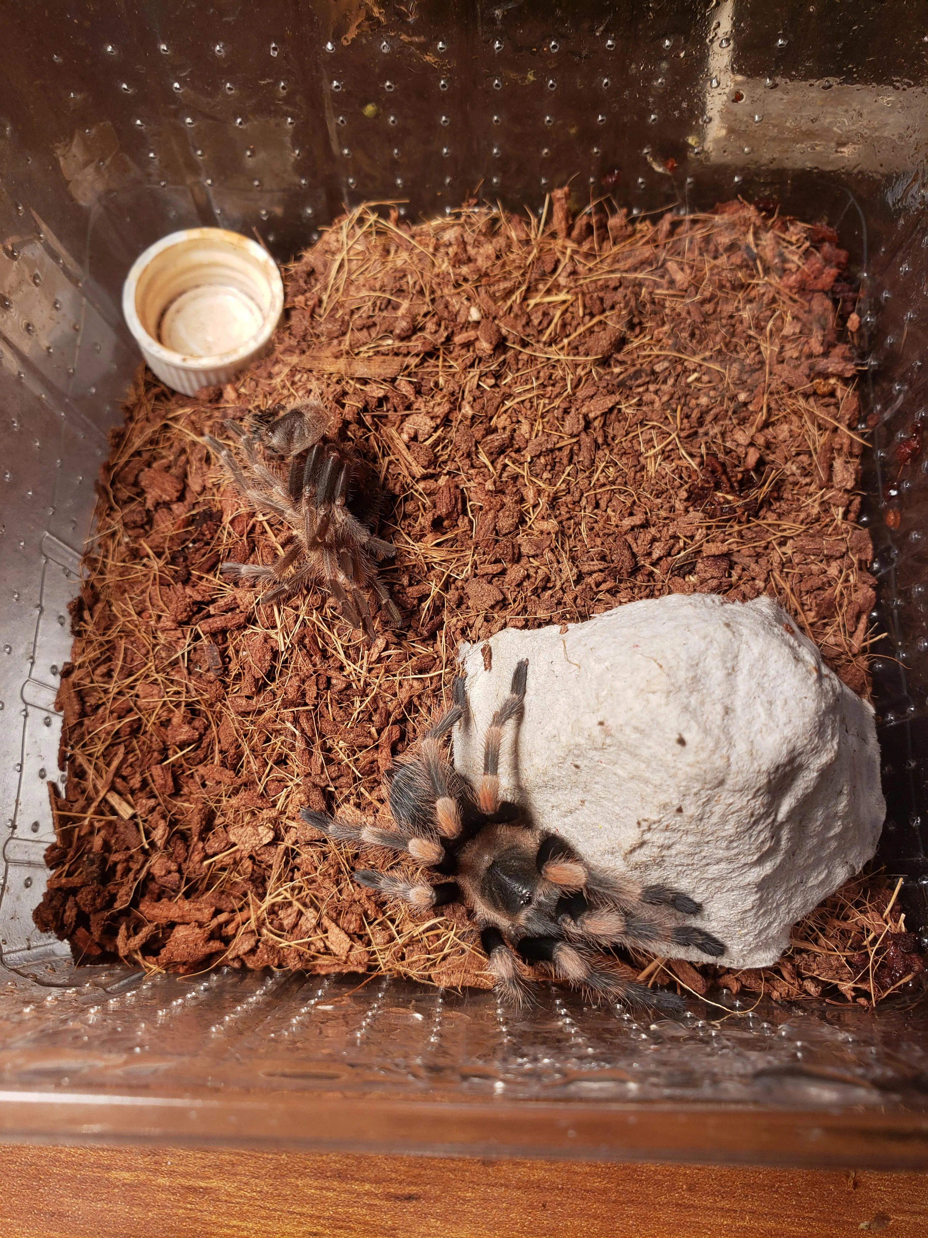23557 tarantula molt water