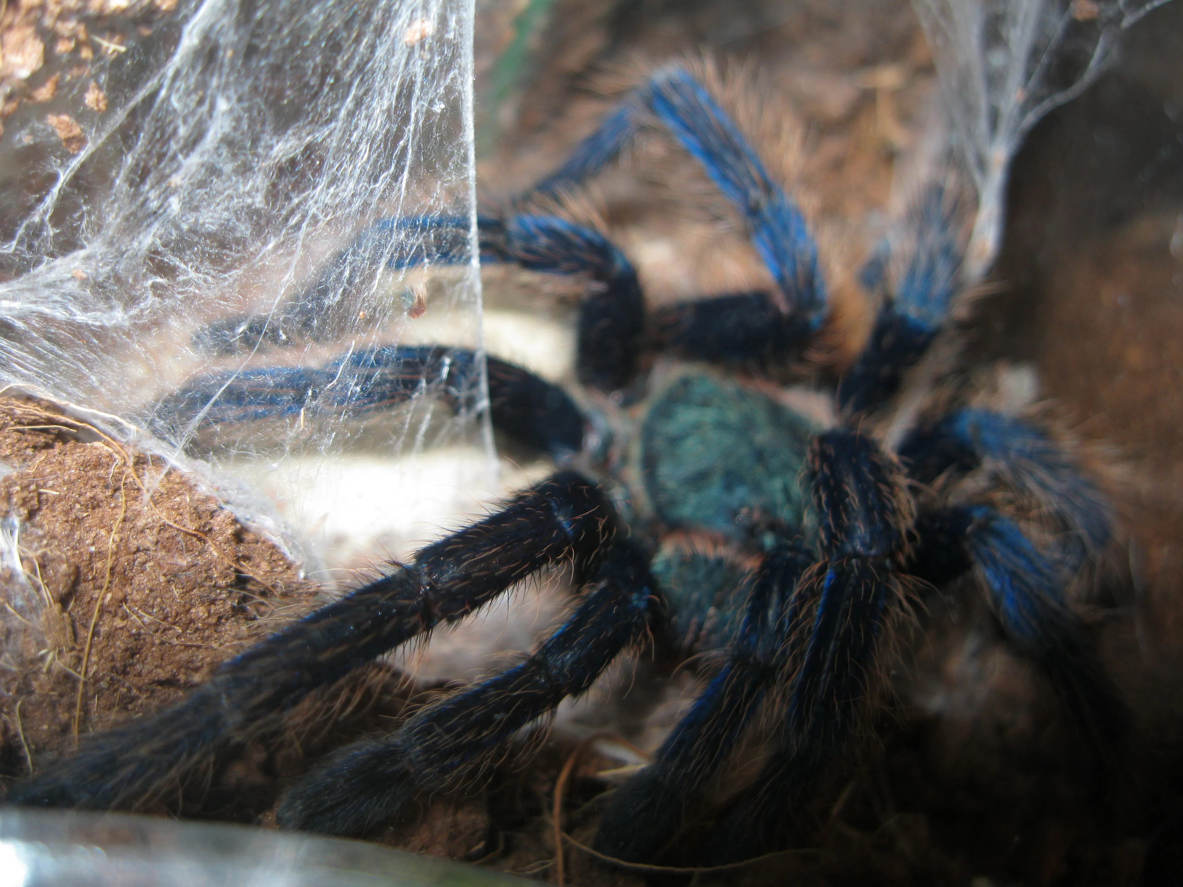 23557 tarantula molting process