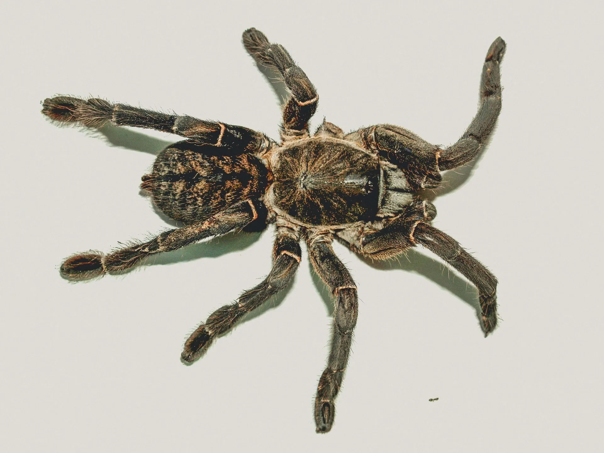 23559 tarantula spider affordable
