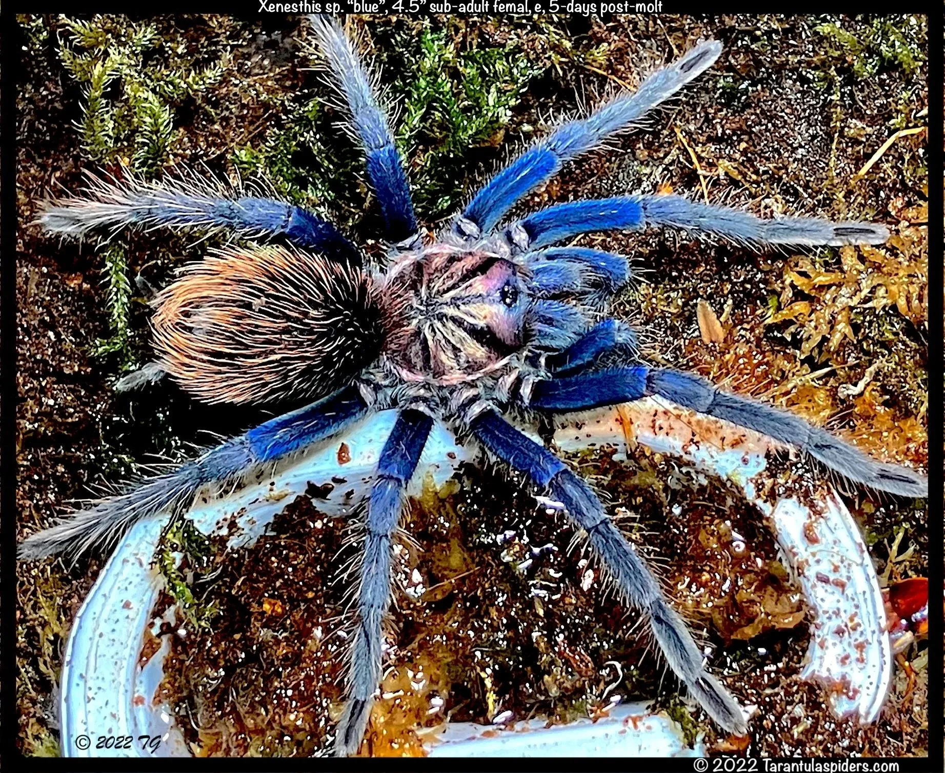 23559 tarantula spider age size impact