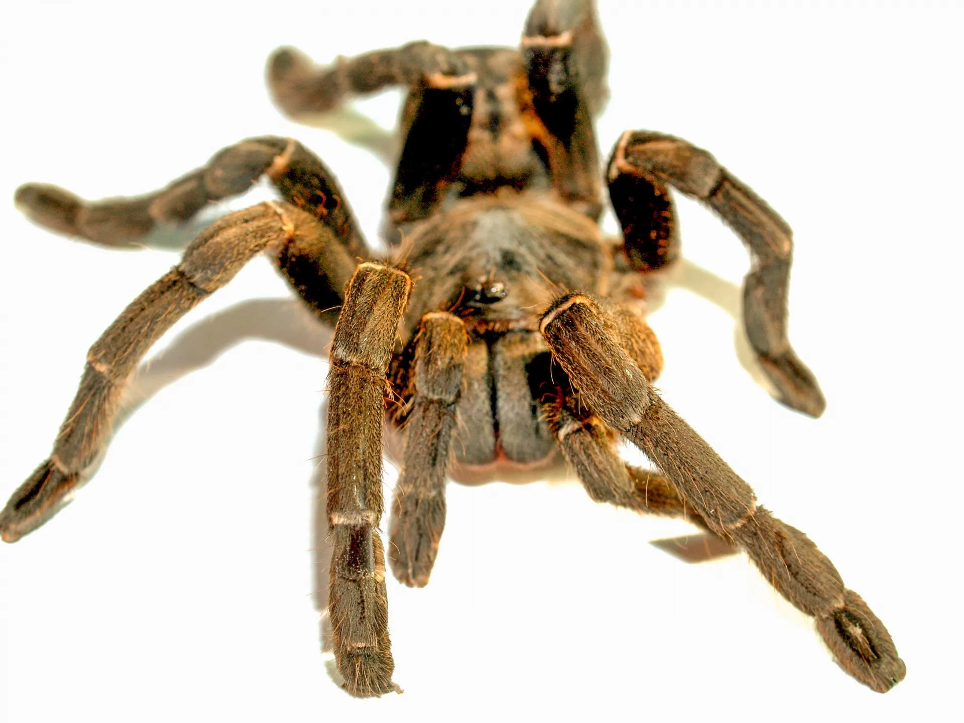 /img/23559-tarantula-spider-common-mistakes.webp