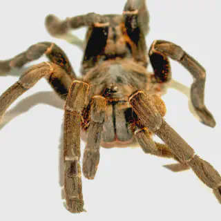 /img/23559-tarantula-spider-common-mistakes.webp