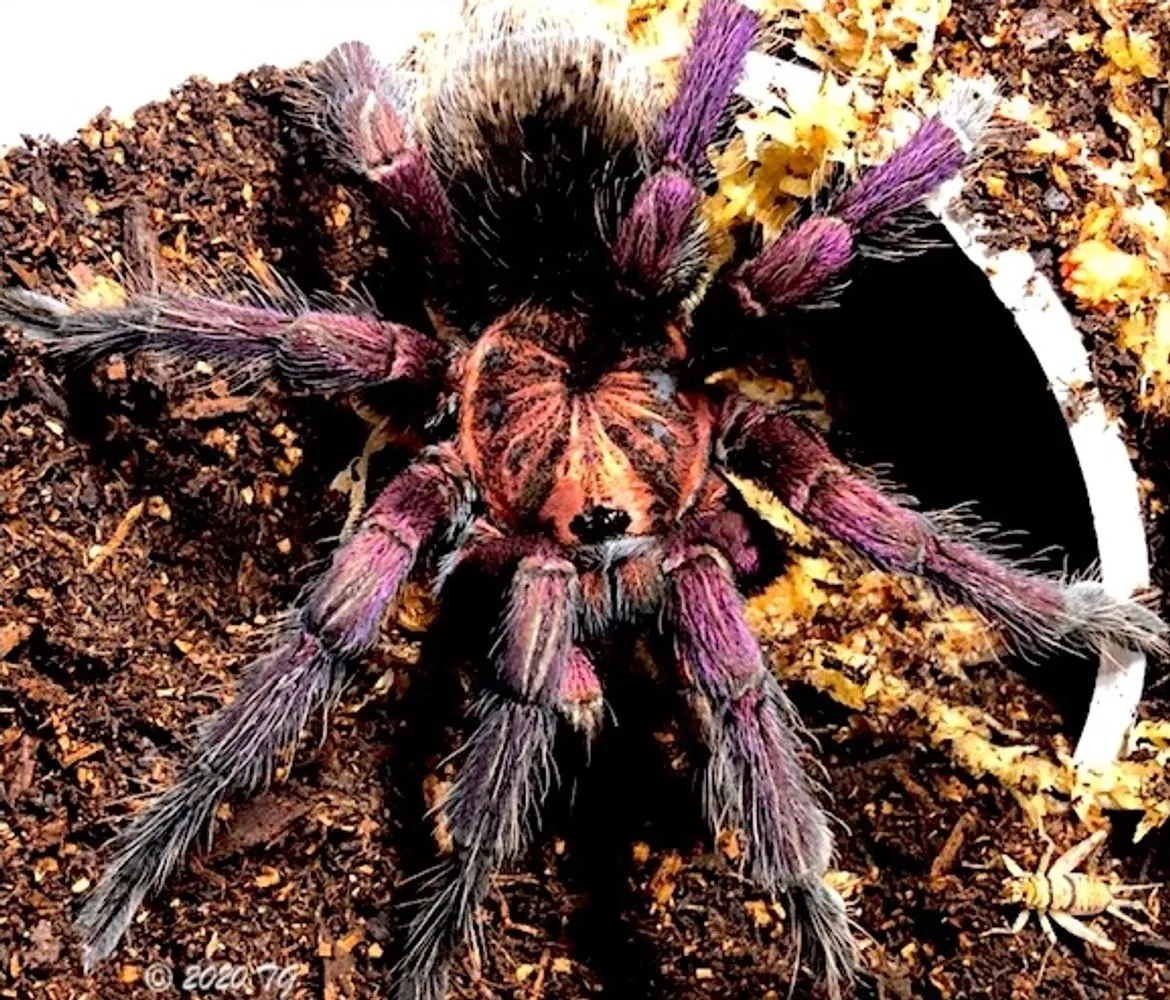 23559 tarantula spider morph variations