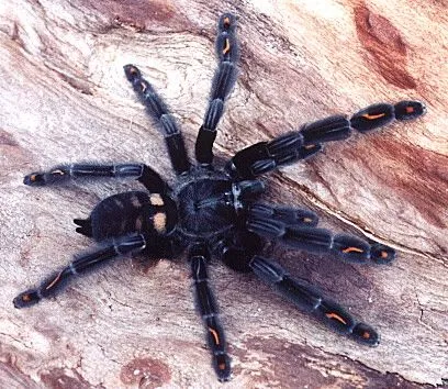 23559 tarantula spider setup cost
