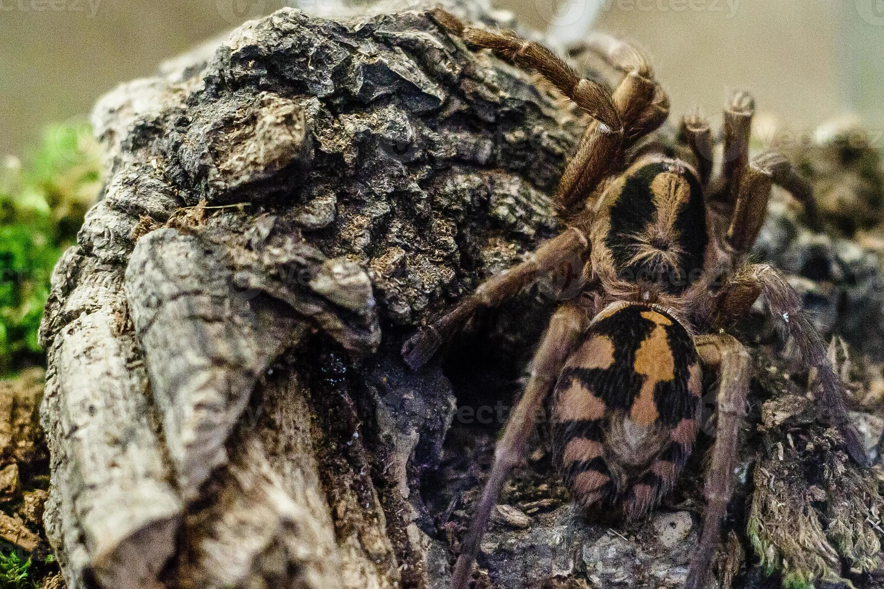 23559 tarantula spider species comparison