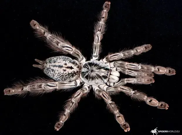 23561 tarantula feeding