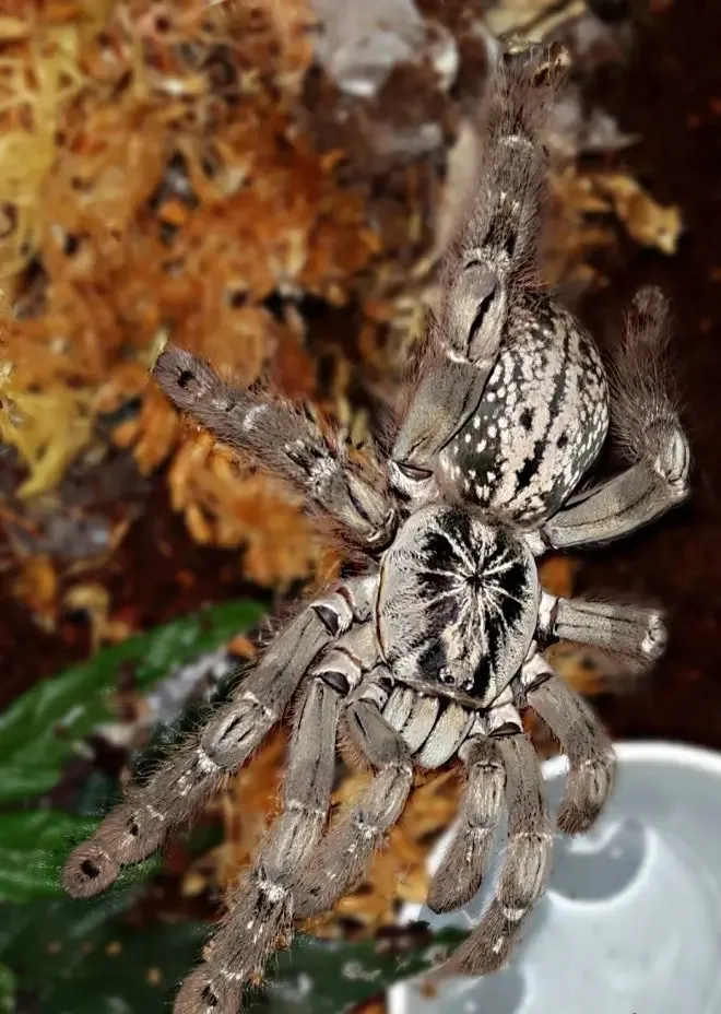 23561 tarantula habitat