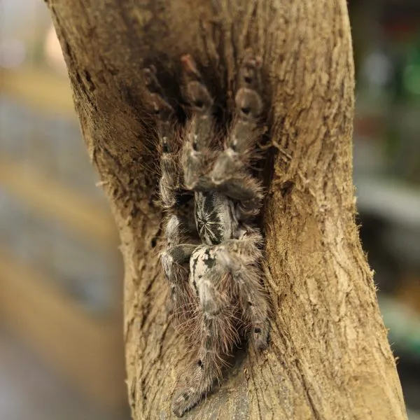 23561 tarantula handling