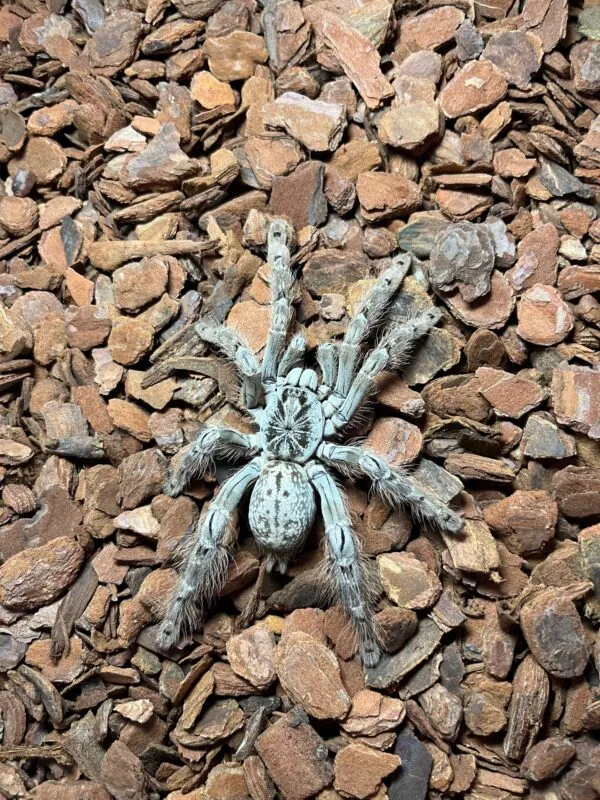 23561 tarantula health