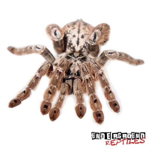 23561 togo starburst tarantula 1