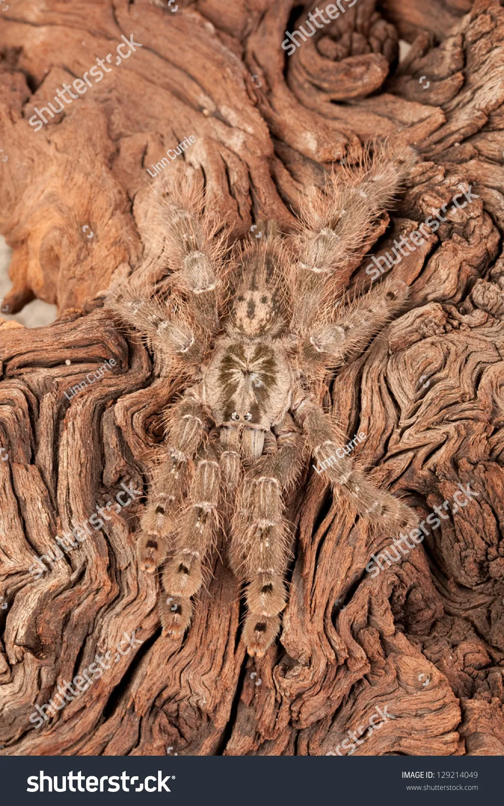 23561 togo starburst tarantula 2
