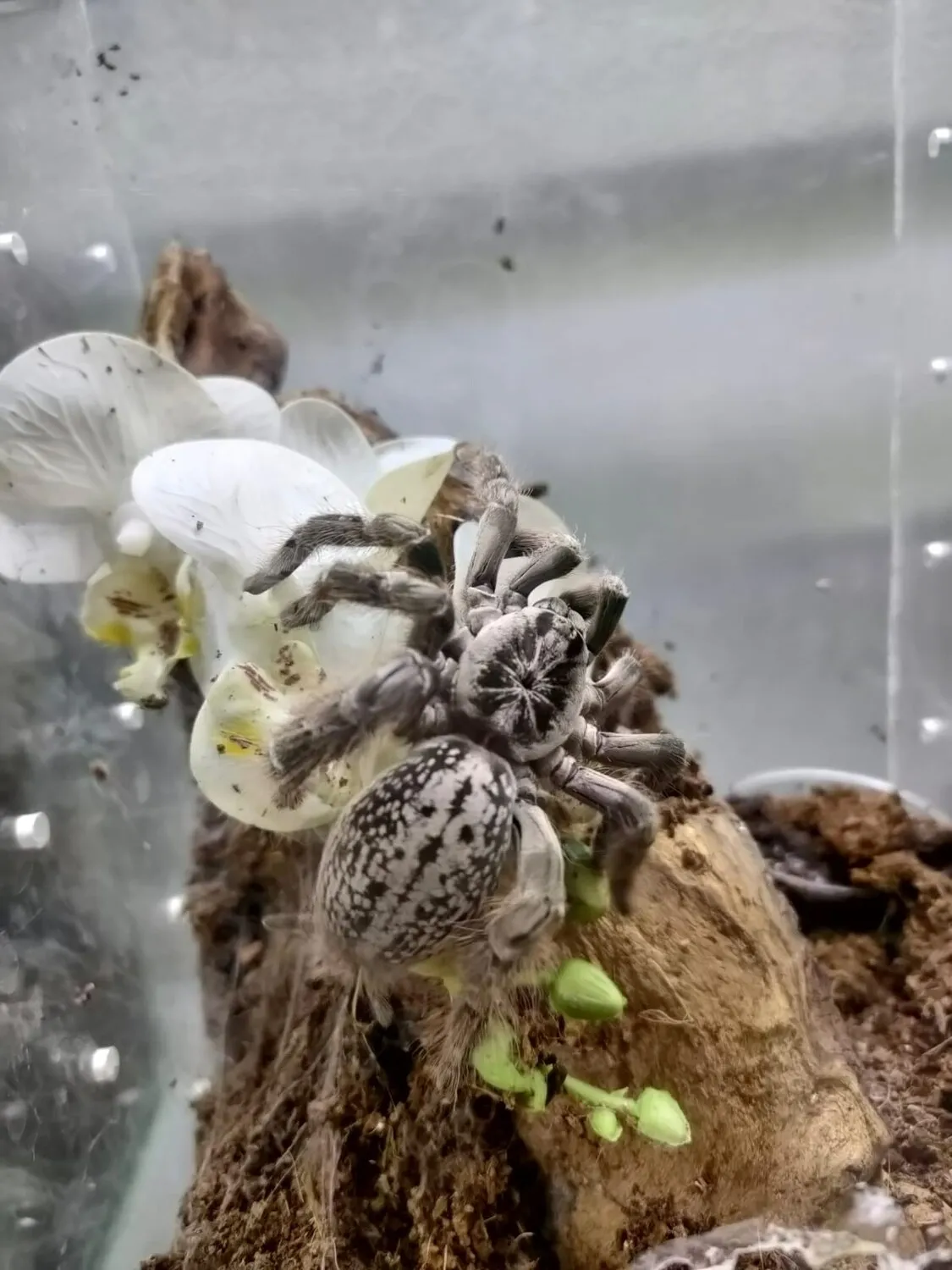 23561 togo starburst tarantula 3
