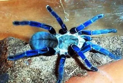 23562 cobalt blue tarantula burrowing